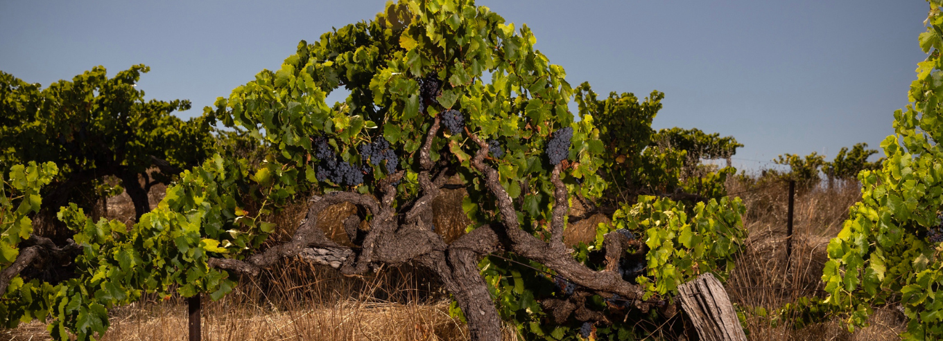 Penny's Hill grape vine